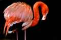 Flamingo head right 120