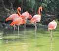 Flamingo herd grass 120